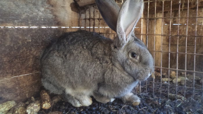 FEM.3 LUNI SI JUMATE