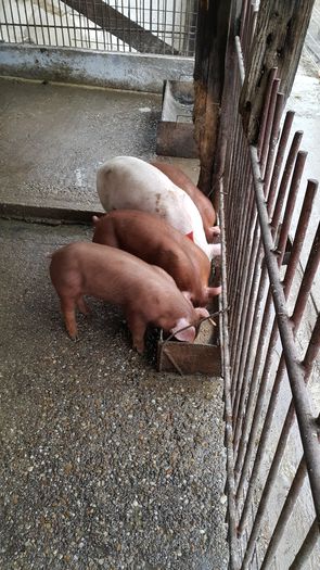 20150124_114617 - Scrofite Duroc 7 saptamani