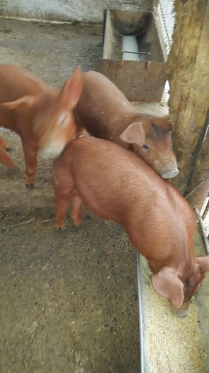 20150129_125110 - Scrofite Duroc 7 saptamani