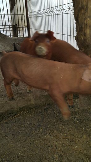 20150129_125125 - Scrofite Duroc 7 saptamani