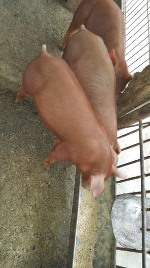 20150129_125154 - Scrofite Duroc 7 saptamani