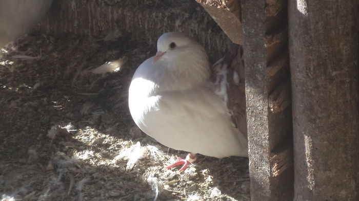 DSC06956 - Voltati albi cu coada rosie MATCA 2016 Arhiva