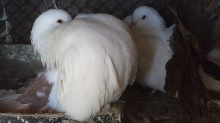 DSC06959 - Voltati albi cu coada rosie MATCA 2016 Arhiva
