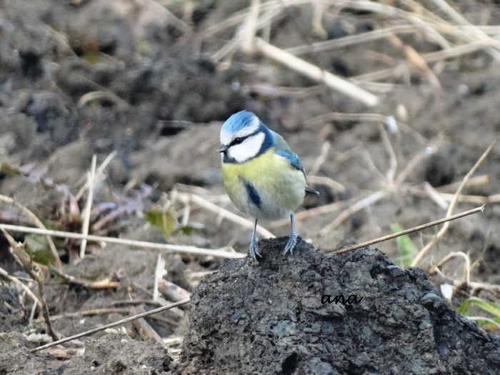 cu truda si cu rabdare poti face cat unul mare - 1-cele mai cele - poze pasari
