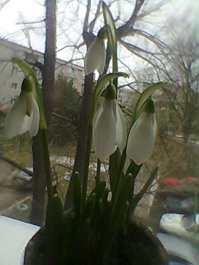 Fotogr.1729