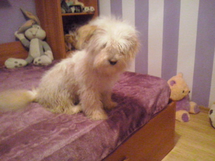 Tori :) - 2a_tory-micuta bichon