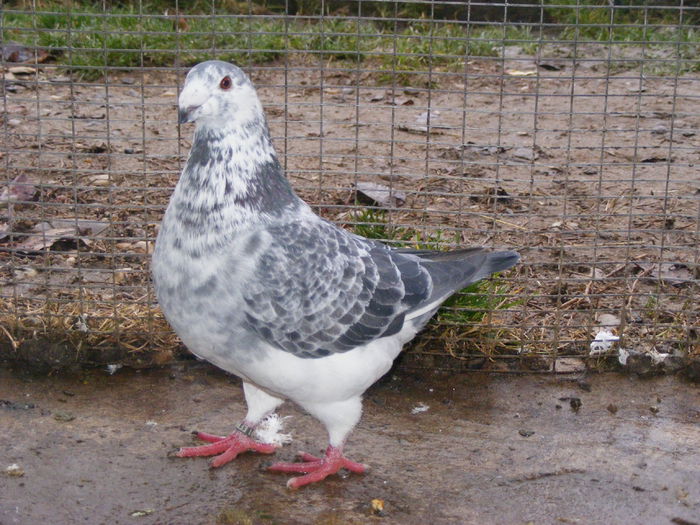 VINDUT FEB.2015 - PORUMBEI VINDUTI