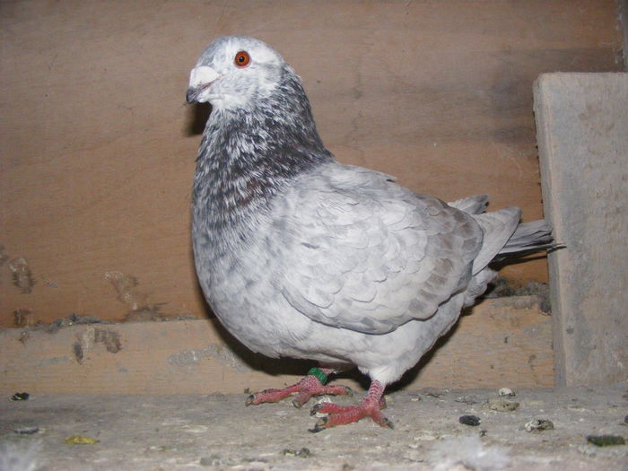 VINDUT FEB.2015 - PORUMBEI VINDUTI