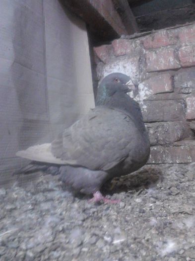 IMG02346 - porumbei ---- 2015