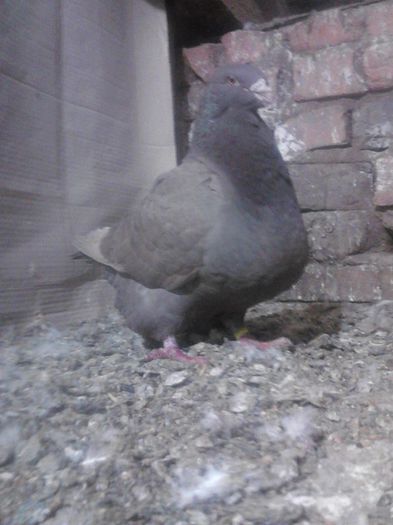 IMG02348 - porumbei ---- 2015