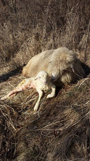 20150216_111743 - kangal-bala de sugag