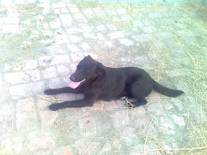 0138242380 - Labrador retriever negru