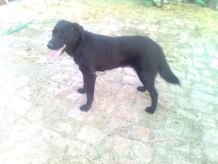 0138242385 - Labrador retriever negru