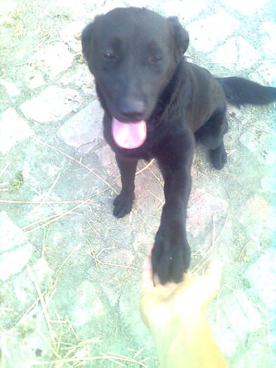 0138242389 - Labrador retriever negru