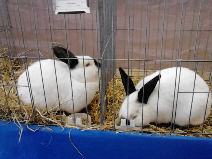 Expo Rasnov 2015 (14) - e Expo - Rasnov 13-15 februarie 2015
