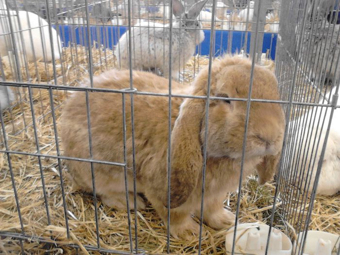 Expo Rasnov 2015 (19) - e Expo - Rasnov 13-15 februarie 2015
