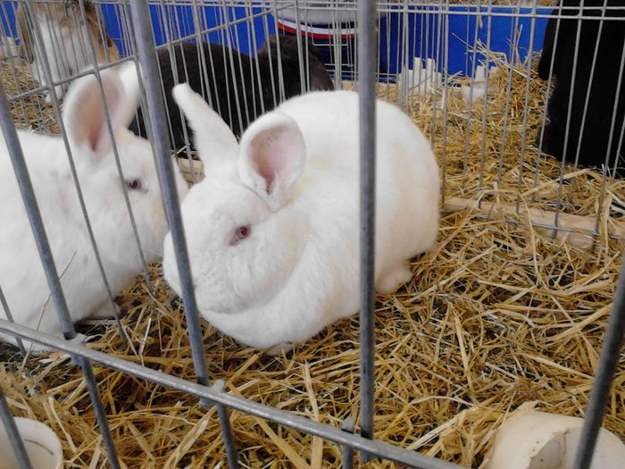 Expo Rasnov 2015 (33) - e Expo - Rasnov 13-15 februarie 2015