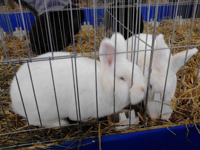 Expo Rasnov 2015 (34) - e Expo - Rasnov 13-15 februarie 2015