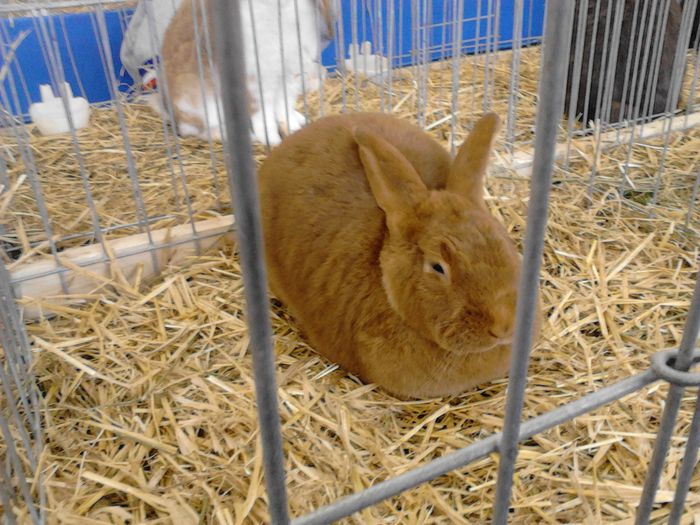 Expo Rasnov 2015 (35) - e Expo - Rasnov 13-15 februarie 2015