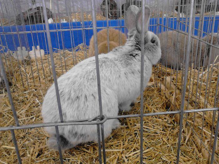 Expo Rasnov 2015 (38) - e Expo - Rasnov 13-15 februarie 2015