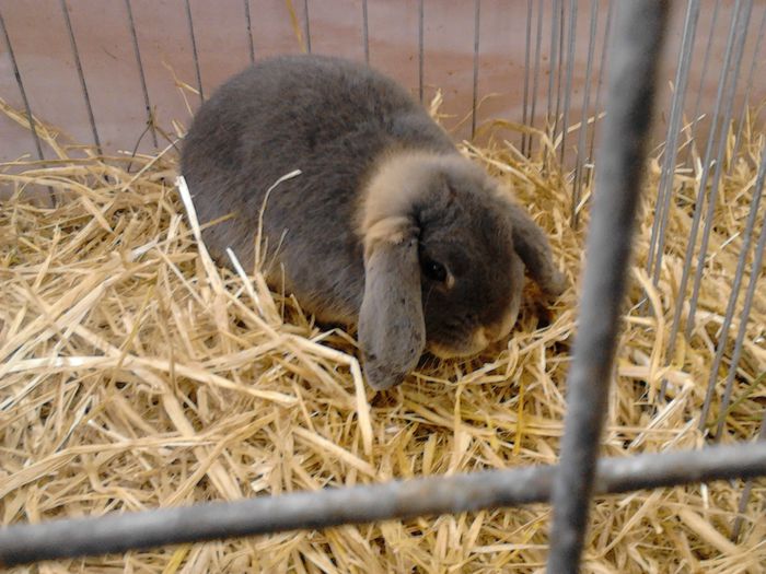 Expo Rasnov 2015 (43) - e Expo - Rasnov 13-15 februarie 2015