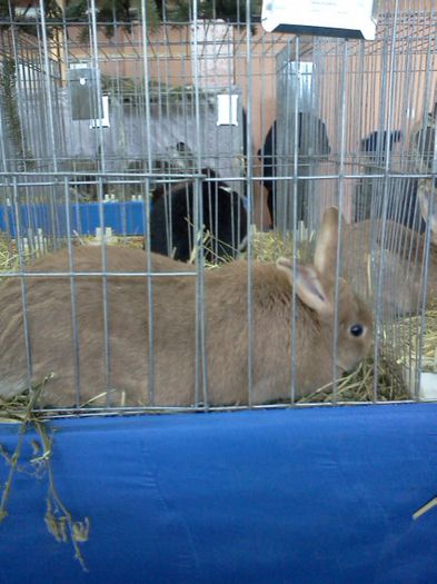 Expo Rasnov 2015 (78) - e Expo - Rasnov 13-15 februarie 2015