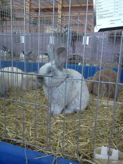 Expo Rasnov 2015 (84) - e Expo - Rasnov 13-15 februarie 2015