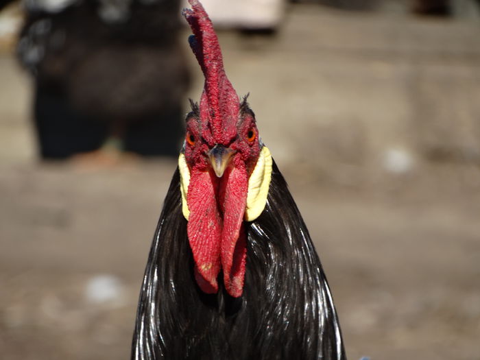 DSC05220 - Italiana Orange-Duckwing