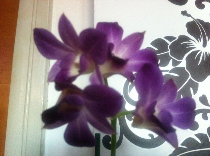 Dendrobium - Orhidee