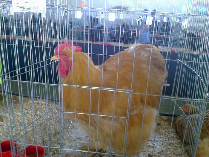 Fotografie0531 - expo Breaza 2015