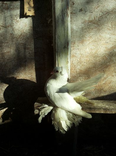 MASCUL RO 2013