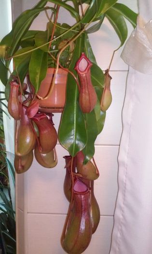 20150217_120127 - NEPENTHES--o spectaculoasa planta carnivora epifita