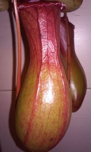 20150217_120107 - NEPENTHES--o spectaculoasa planta carnivora epifita