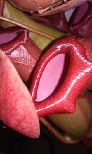 20150217_115850 - NEPENTHES--o spectaculoasa planta carnivora epifita