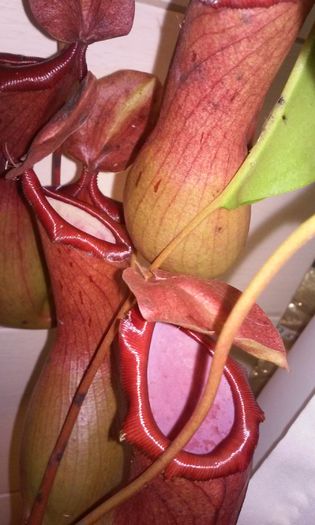 20150217_115859 - NEPENTHES--o spectaculoasa planta carnivora epifita