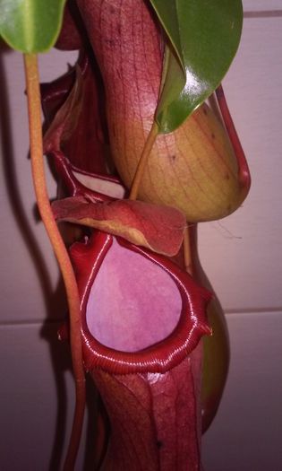 20150217_115836 - NEPENTHES--o spectaculoasa planta carnivora epifita