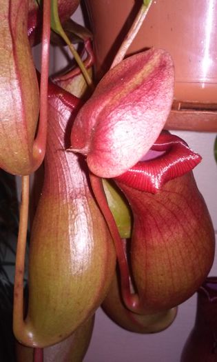 20150217_115844 - NEPENTHES--o spectaculoasa planta carnivora epifita