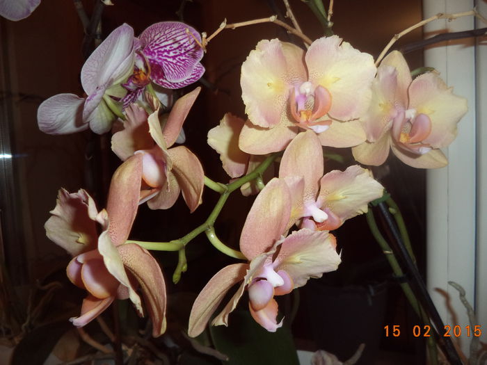  - Orhidee 2014
