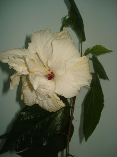 DSC09769 - HIBISCUS 2015