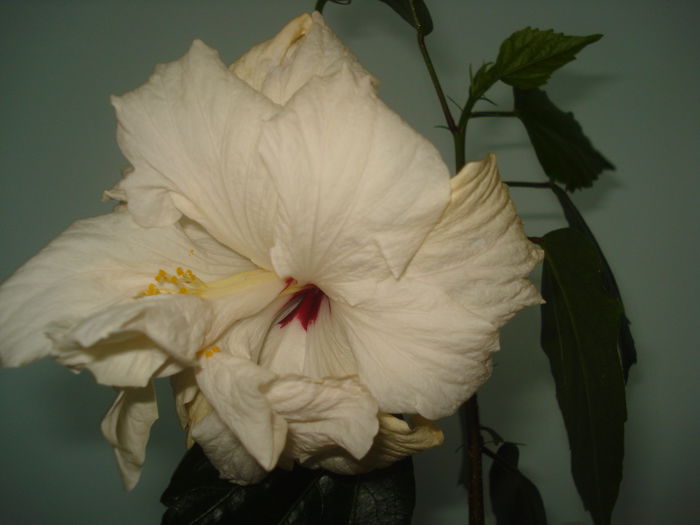 DSC09777 - HIBISCUS 2015