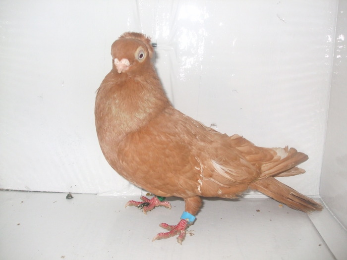 DSCF5259; Jucator unicolor de Constanta
