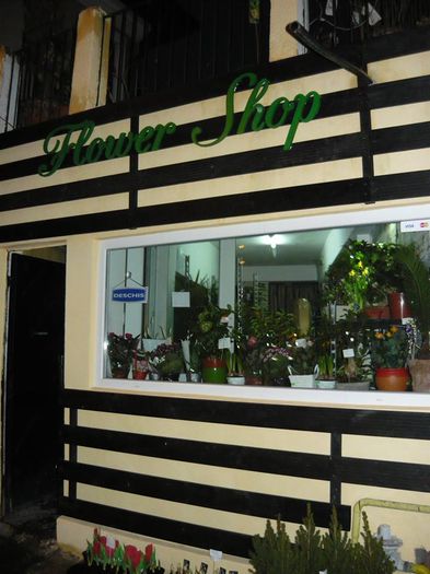 magazin plante bucuresti sector 1 strada iani buzoiani nr 40