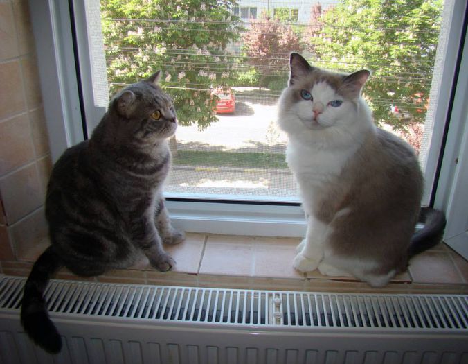 Felix si Sassy - Nimfa- papagalul meu si pisicile Anei