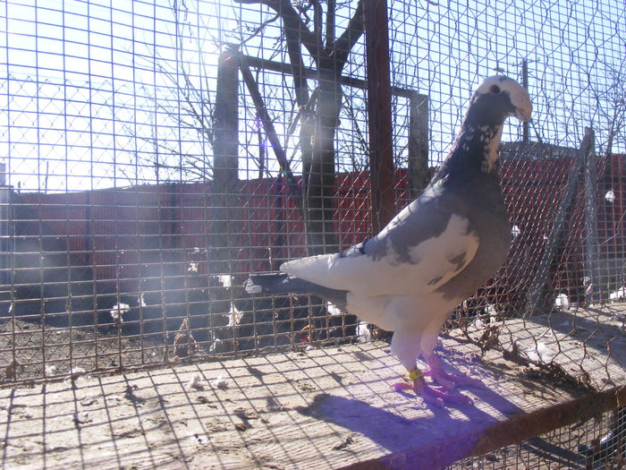 F 2011 vinduta ian.2016