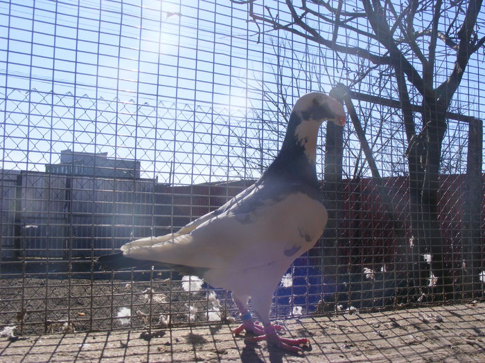 F 2012 vinduta ian.2016