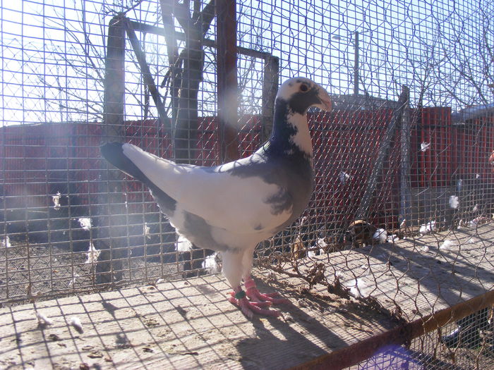 F 2013 vinduta ian.2016