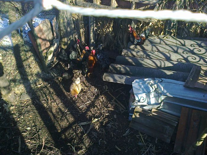 Fotografie2265 - N GAINI PITUCE