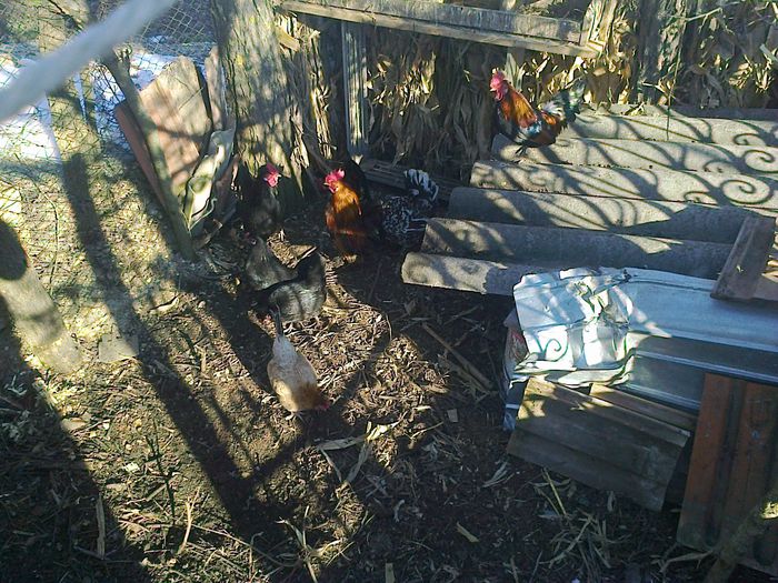 Fotografie2267 - N GAINI PITUCE