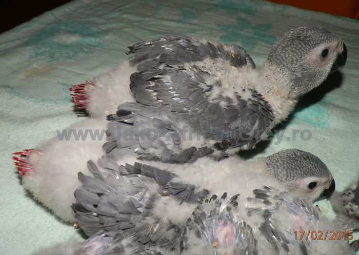 papagali Jako 2015 (17) - papagali blanzi Jako African Grey - Timisoara