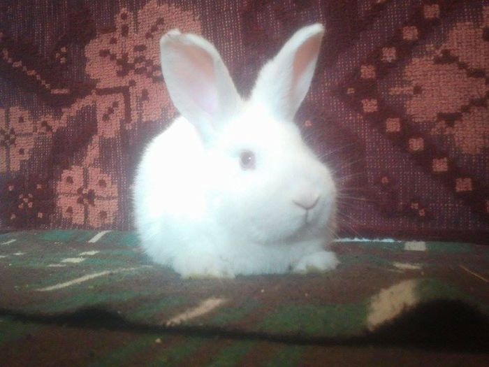 10917709_773106939452152_224702717_n